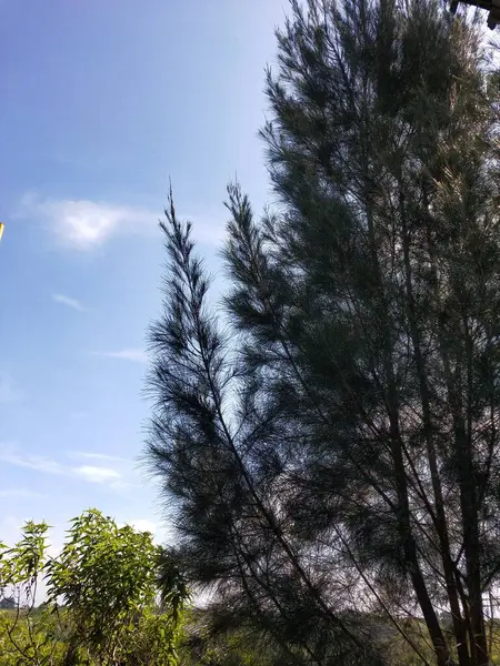 Sabahları Çam Ağacı Mavi Gökyüzü Doğa Arkaplanı — Stok fotoğraf