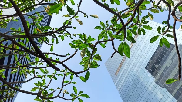 Low angle view of skyscrapers and green leaves in Jakarta, Indonesia