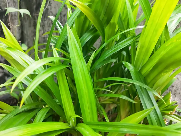 Bahçede yeşil yapraklar, bitkiler ve hayvanlar var.