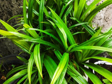 Tropik yeşil bitki arka planda kalır. Arka plandaki bir saksıda yeşil bir bitkinin kapağını kapat.