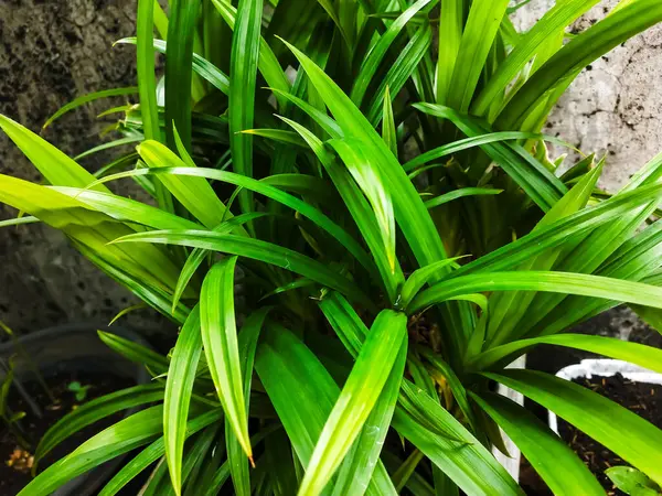 Tropik yeşil bitki arka planda kalır. Arka plandaki bir saksıda yeşil bir bitkinin kapağını kapat.