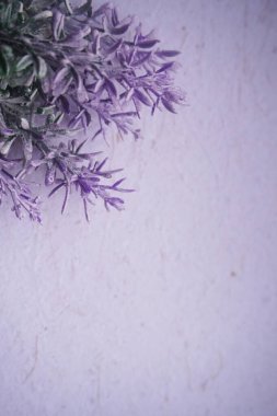 Beyaz arkaplanda mor bir çiçeğin yakın plan çekimi.