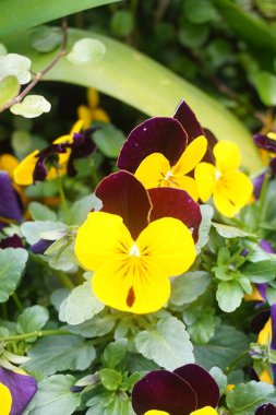 Güzel botanik fotoğrafı, doğal duvar kağıdı. güzel çiçekler. 