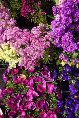 Güzel botanik fotoğrafı, doğal duvar kağıdı. güzel çiçekler. 