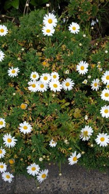 Güzel botanik fotoğrafı, doğal duvar kağıdı. güzel çiçekler. 