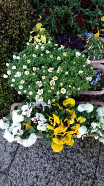 Güzel botanik fotoğrafı, doğal duvar kağıdı. güzel çiçekler. 