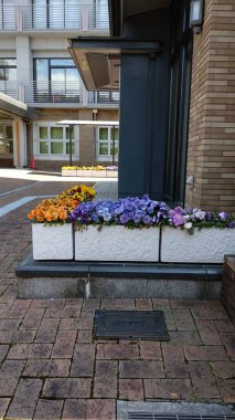 Güzel botanik fotoğrafı, doğal duvar kağıdı. güzel çiçekler. 