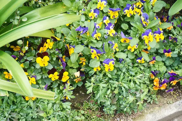Güzel botanik fotoğrafı, doğal duvar kağıdı. güzel çiçekler. 