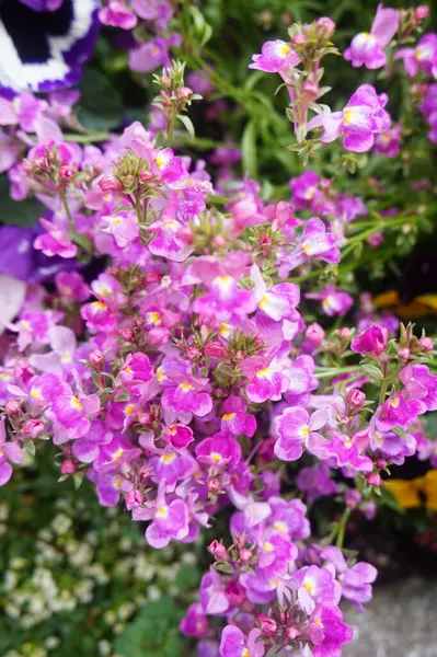 Güzel botanik fotoğrafı, doğal duvar kağıdı. güzel çiçekler. 