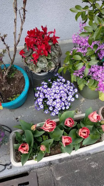 Güzel botanik fotoğrafı, doğal duvar kağıdı. güzel çiçekler. 