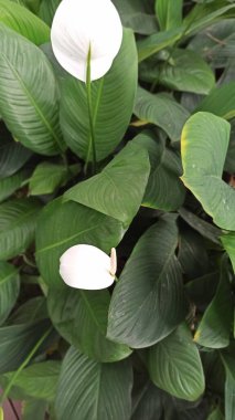 Bahçedeki beyaz çiçek. Güzel botanik fotoğrafı, doğal duvar kağıdı..