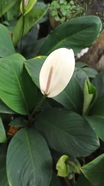 Bahçedeki beyaz çiçek. Güzel botanik fotoğrafı, doğal duvar kağıdı..