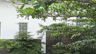 Yeşil yapraklar, bitki örtüsü, bitki yaprakları. Parkın güzel manzarası