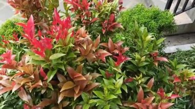 Bahçede yeşil yapraklar