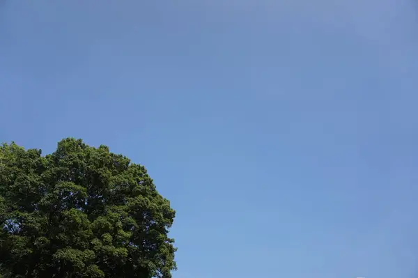 Yeşil orman ağaçları, bitki örtüsü ve doğa. Ormanda yeşil yapraklar