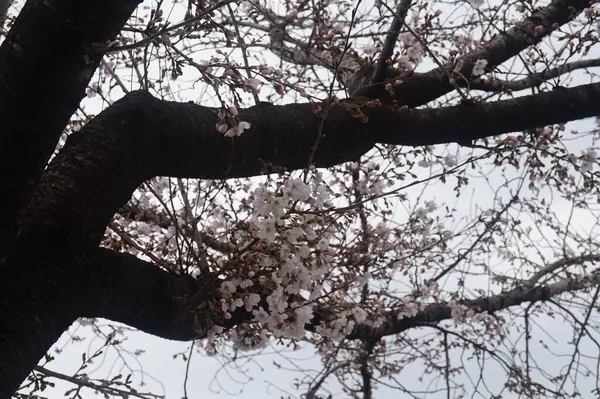 Güzel botanik fotoğrafı, doğal duvar kağıdı. Kar ve ağaçlarla dolu güzel bir manzara. Japonya 'da kiraz ağacı