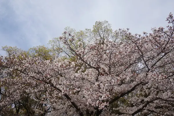 Güzel botanik fotoğrafı, doğal duvar kağıdı. Kar ve ağaçlarla dolu güzel bir manzara. Japonya 'da kiraz ağacı