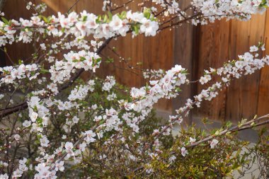 Japonya 'da kiraz çiçekleri. Mavi gökyüzü olan güzel bir bahar ağacı. Güzel botanik fotoğrafı, doğal duvar kağıdı.