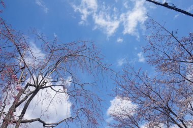 Japonya 'da kiraz çiçekleri. Mavi gökyüzü olan güzel bir bahar ağacı. Güzel botanik fotoğrafı, doğal duvar kağıdı.