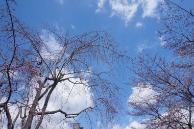 Japonya 'da kiraz çiçekleri. Mavi gökyüzü olan güzel bir bahar ağacı. Güzel botanik fotoğrafı, doğal duvar kağıdı.