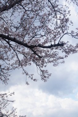Japonya 'da kiraz çiçekleri. Mavi gökyüzü olan güzel bir bahar ağacı. Güzel botanik fotoğrafı, doğal duvar kağıdı.