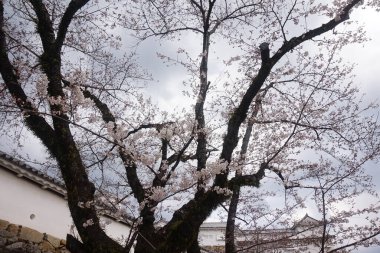 Japonya 'da kiraz çiçekleri. Mavi gökyüzü olan güzel bir bahar ağacı. Güzel botanik fotoğrafı, doğal duvar kağıdı.