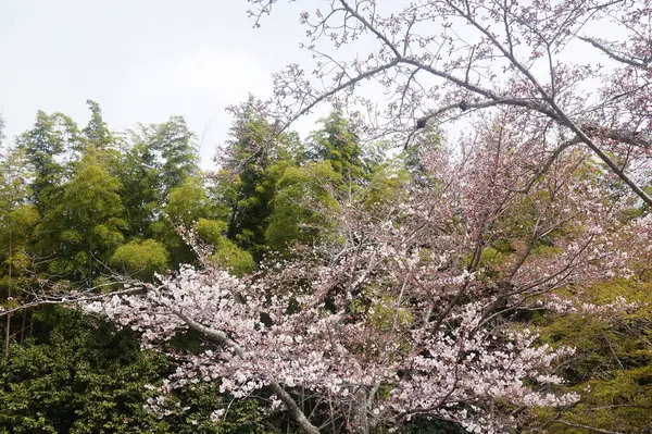 Güzel botanik fotoğrafı, doğal duvar kağıdı. Bahçede çiçek açan