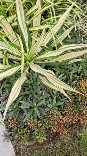 Bahçedeki yeşil bitkiler. Doğa geçmişi. Yakın plan. Bahçede yeşil yapraklar