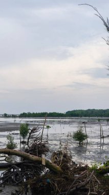 Sumatra Adası 'nın kuzeyindeki mangrov ormanı.