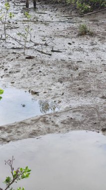 Arka plan için kuru toprak dokusu, toprak yüzeyine yakın çekim. Kuru toprak dokusu. Küçük bitkilerle kaplı toprak dokusu, yakın plan. Doğa arkaplanı