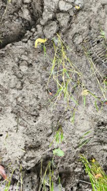 Arka plan için kuru toprak dokusu, toprak yüzeyine yakın çekim. Kuru toprak dokusu. Küçük bitkilerle kaplı toprak dokusu, yakın plan. Doğa arkaplanı