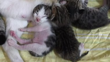 cat on the ground. cute cat sleeping on a bed. cat lying on the floor