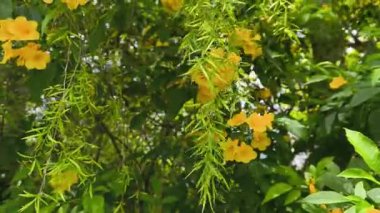 yellow flowers in the garden. beautiful flowers in the garden