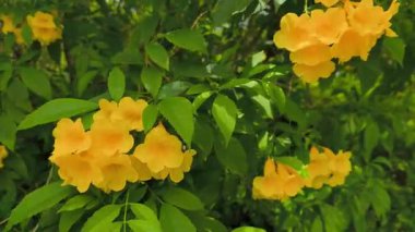 yellow flowers in the garden. beautiful flowers in the garden