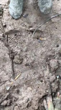 beautiful view of the river in the mangrove forest.