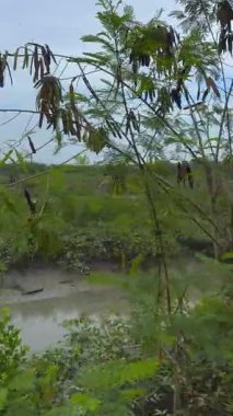 Ormanın güzel manzarası