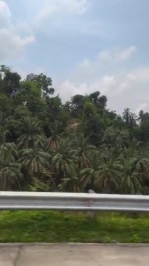 view from the road to a tropical forest
