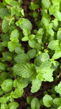 close up view of fresh mint. green leaves background