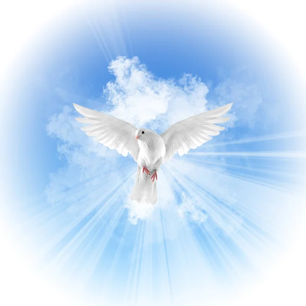Kutsal Ruh Vaftiz Güvercini Gökyüzü Bulutları Çizimlerinden Düşüyor — Stok fotoğraf