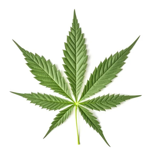 Cannabis Hampa Växtblad Med Vit Bakgrund — Stockfoto