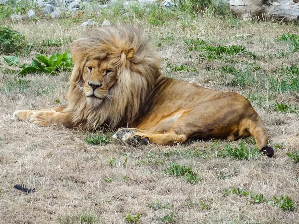 Lion Garden Zoo — Stock Photo, Image