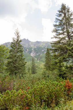 Polonya 'daki Tatra Ulusal Parkı' ndaki dağlar