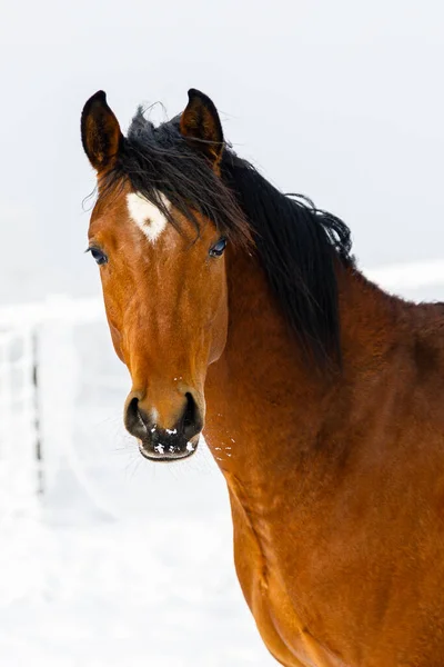 Ein Pferd Winter Auf Der Koppel — Stockfoto