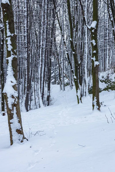 stock image Road in the forest covered with white snow