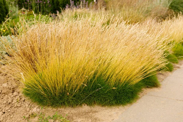 stock image Very nice, low prickly grass - Pic Carlit fescue