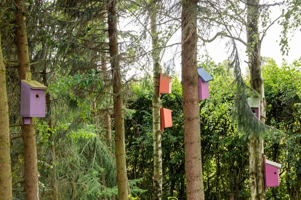 Caixas Nidificação Coloridas Para Pássaros Árvores — Fotografia de Stock