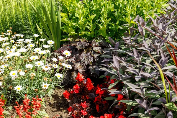 Blooming Multi Colored Perennials Heuchera Center — Stock Photo, Image
