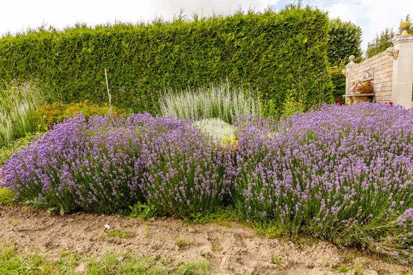 美丽的乡村花园中的紫色薰衣草 — 图库照片
