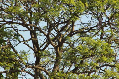 Arvore com galhos, plantas/folhas verdes, com ceu azul, formando uma linda paisagem.