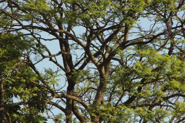 Arvore com galhos, plantas/folhas verdes, com ceu azul, formando uma linda paisagem.